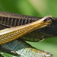 Stauroderus scalaris